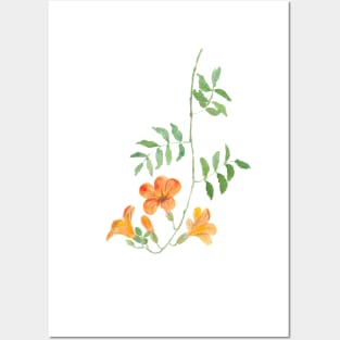 orange trumpet vine campsis radican flowers Posters and Art